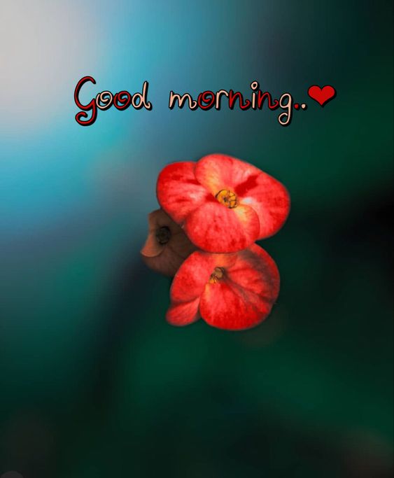 828+ Best Good Morning Images 2022 Photos HD Download